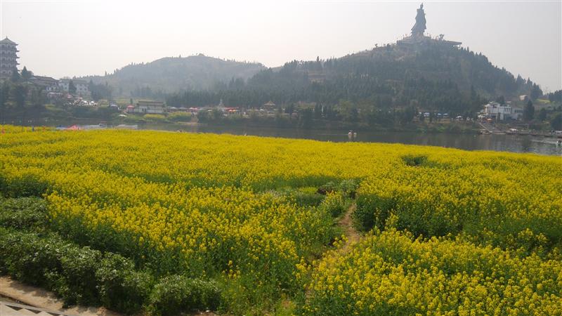 中国 重庆 潼南 油菜花 春天