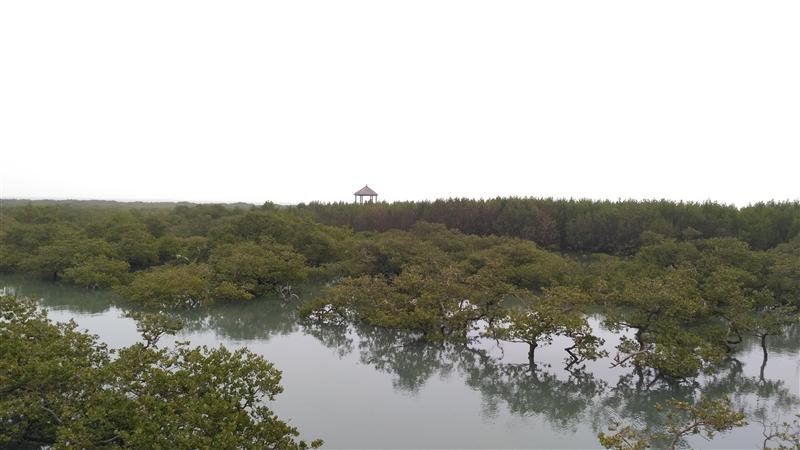 中国 广西 北海 金海湾红树林 中国 广西 北海 金海湾红树林