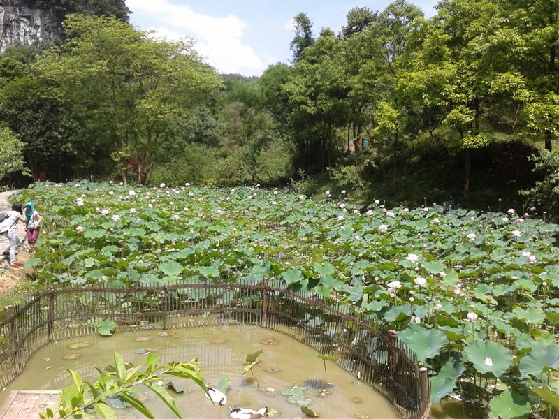 中國 重慶 酉陽桃花源