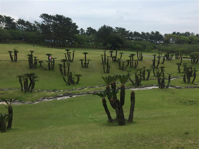 日本 鹿儿岛公园 月陈思宇