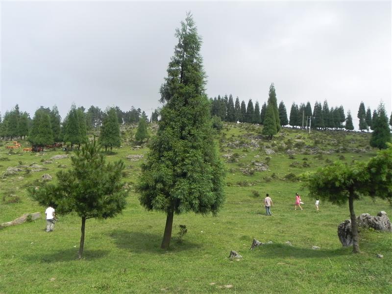 黄水 千野草场 黄水 千野草场