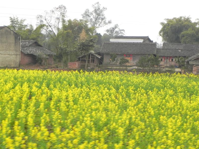 中国 重庆 潼南油菜花 春天