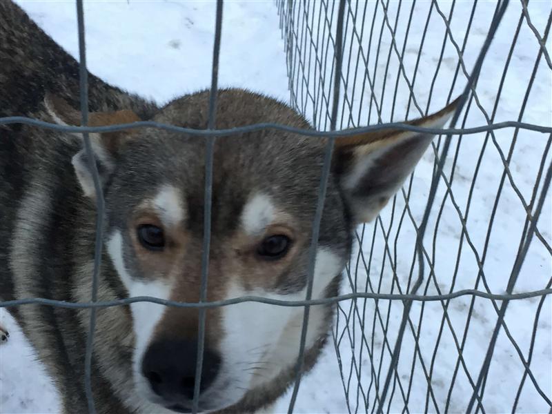 诺唯真之星号邮轮 诺唯真之星号邮轮