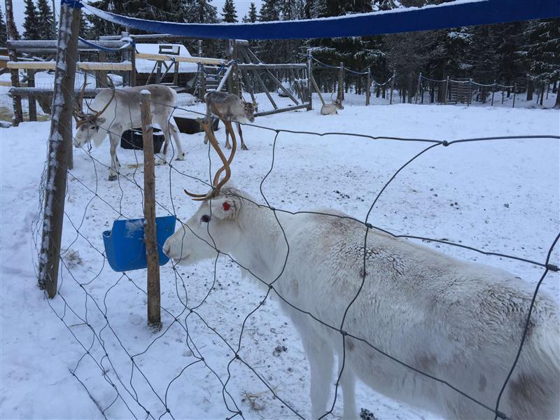 诺唯真之星号邮轮 诺唯真之星号邮轮