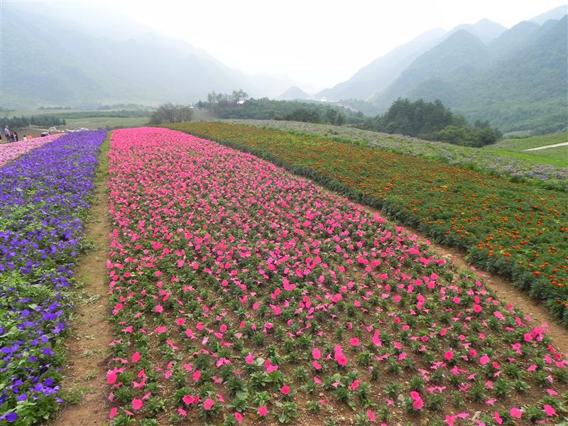 中国 重庆巫溪 红池坝 夏季 中国 重庆巫溪 红池坝 夏季
