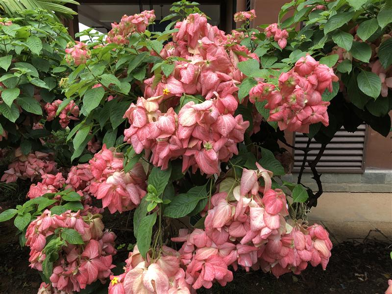 中国 云南 西双版纳 花卉园 红叶金花 中国 云南 西双版纳 花卉园 红叶金花