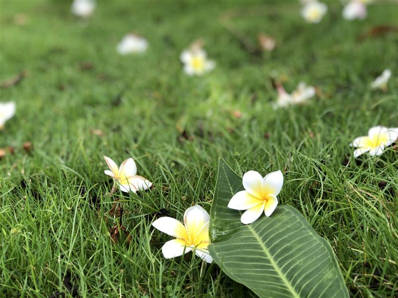 中国 云南 西双版纳 花卉园鸡蛋花 夏天 中国 云南 西双版纳 花卉园鸡蛋花 夏天