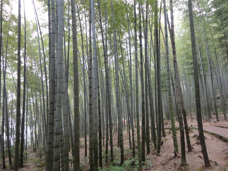 中国 四川宜宾 蜀南竹海 秋天 张秀云9 中国 四川宜宾 蜀南竹海 秋天 张秀云9