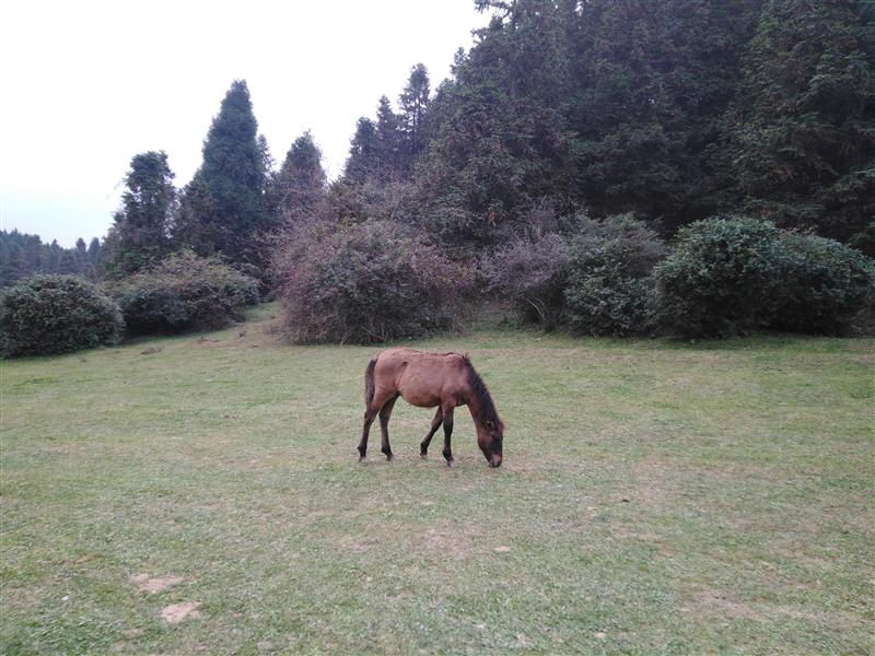 武隆仙女山 骏马