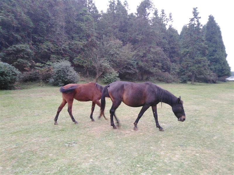 武隆仙女山 骏马 武隆仙女山 骏马