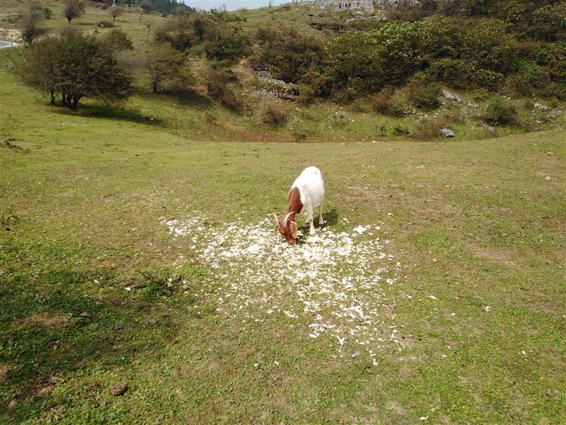 中国 重庆 武隆仙女山