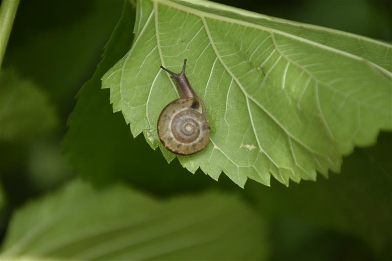 重庆 巴南 乡村印象 蜗牛 重庆 巴南 乡村印象 蜗牛