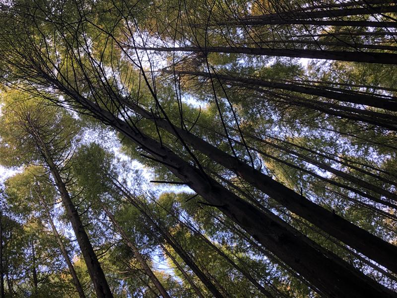 南川 山王坪 南川 山王坪