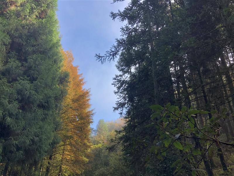 南川 山王坪 南川 山王坪