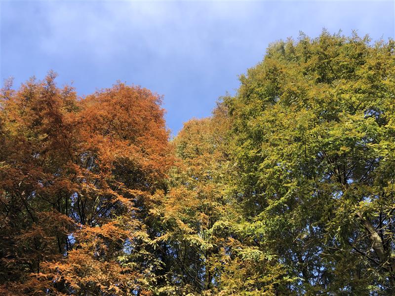中国 重庆 南川 山王坪 中国 重庆 南川 山王坪