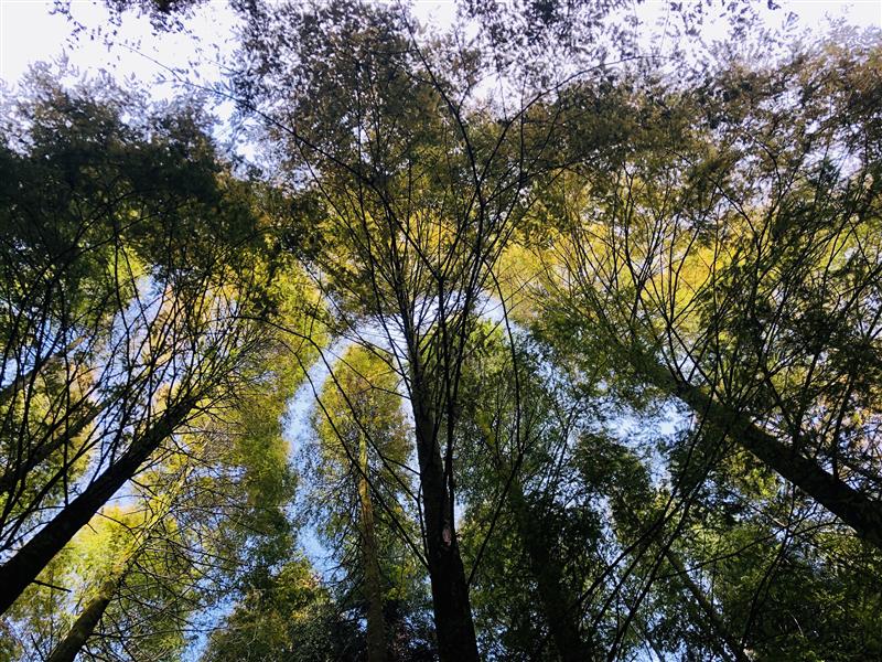 中国 重庆 南川 山王坪 中国 重庆 南川 山王坪