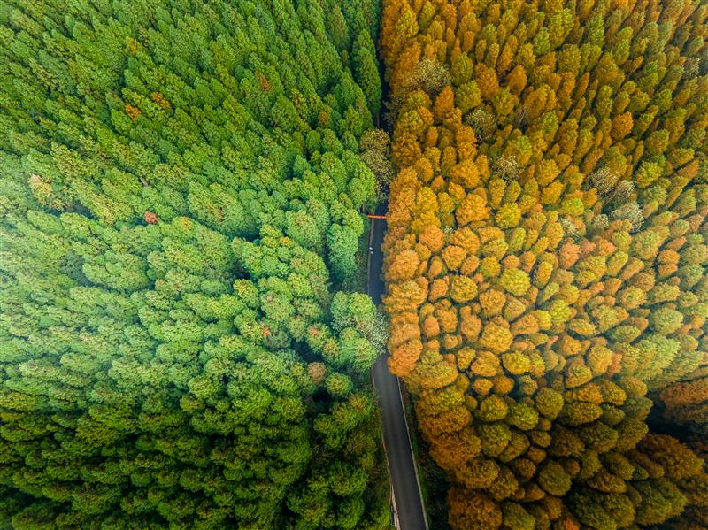 南川 山王坪 南川 山王坪