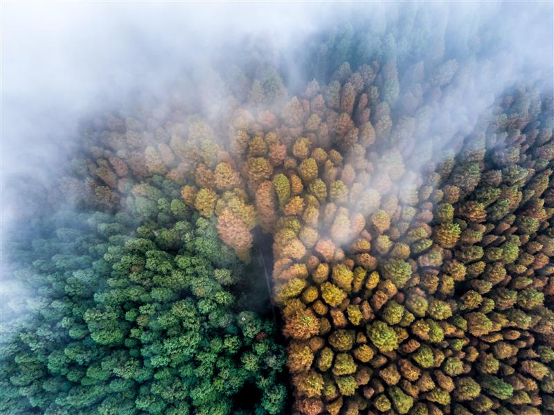 南川 山王坪 南川 山王坪