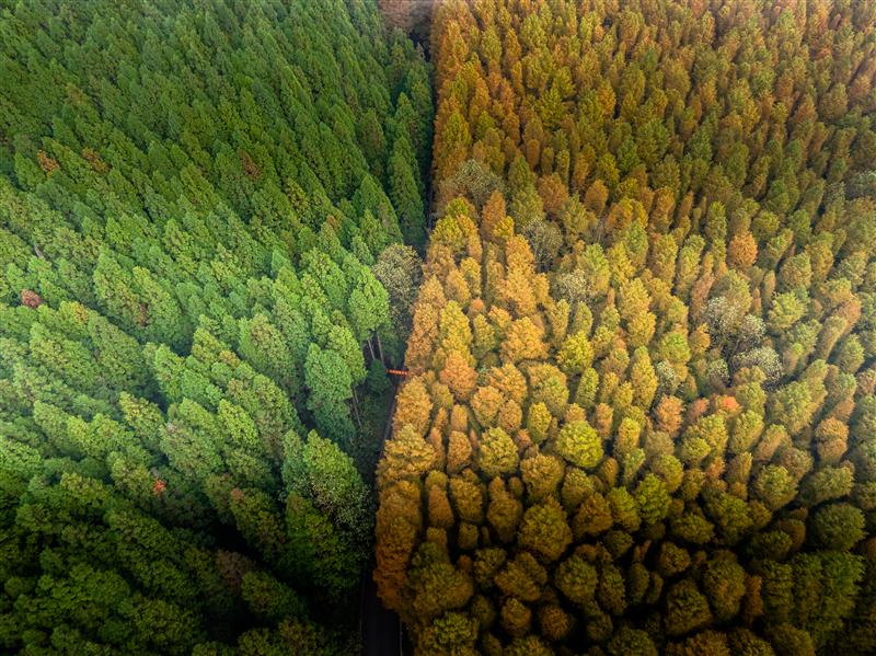 中國 重慶 山王坪 秋季 中國 重慶 山王坪 秋季