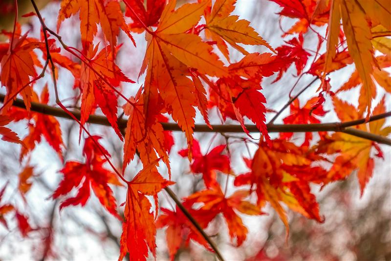 日本 红叶 冬季 日本 日本 红叶 冬季 日本