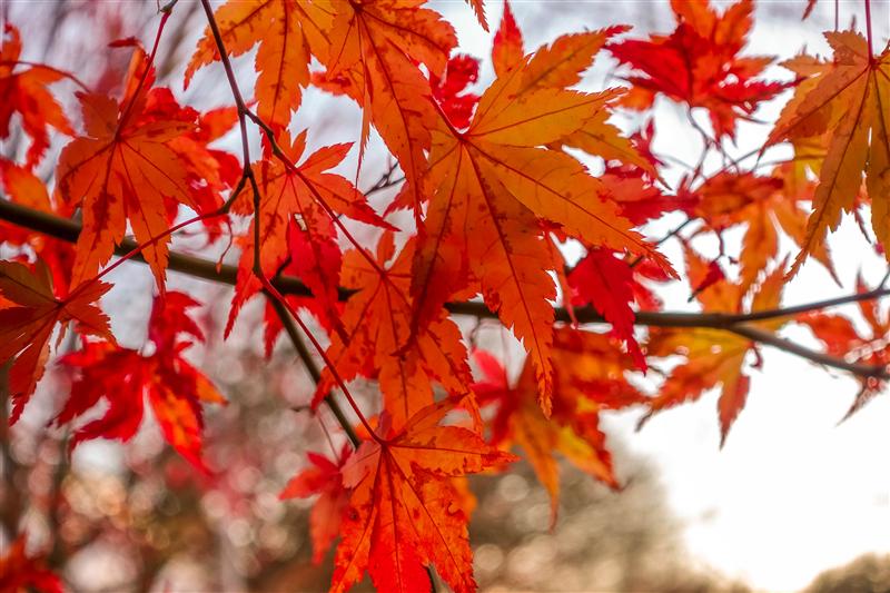 日本 红叶 冬季 日本 日本 红叶 冬季 日本