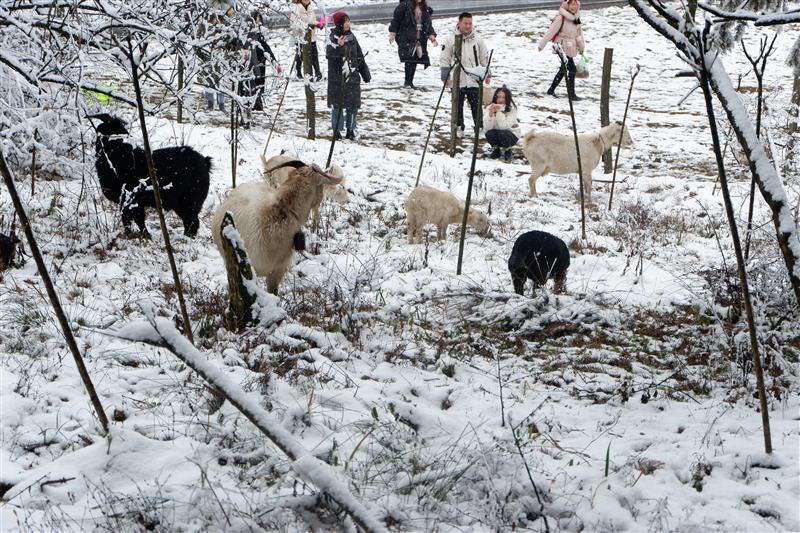 重庆市 武隆区 仙女山
