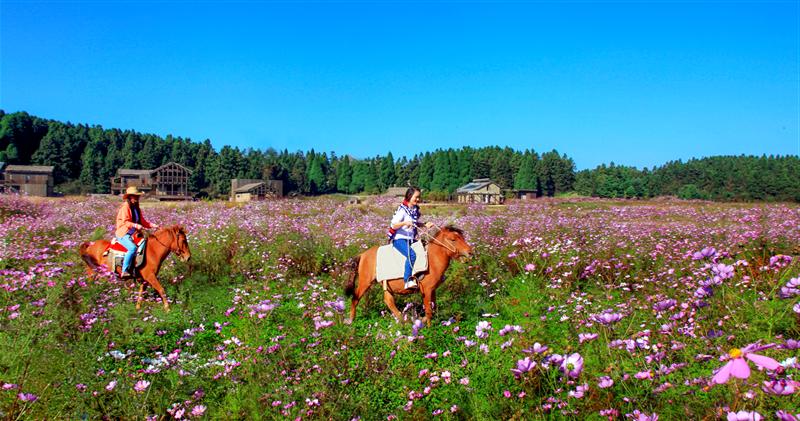 武隆仙女山 武隆仙女山