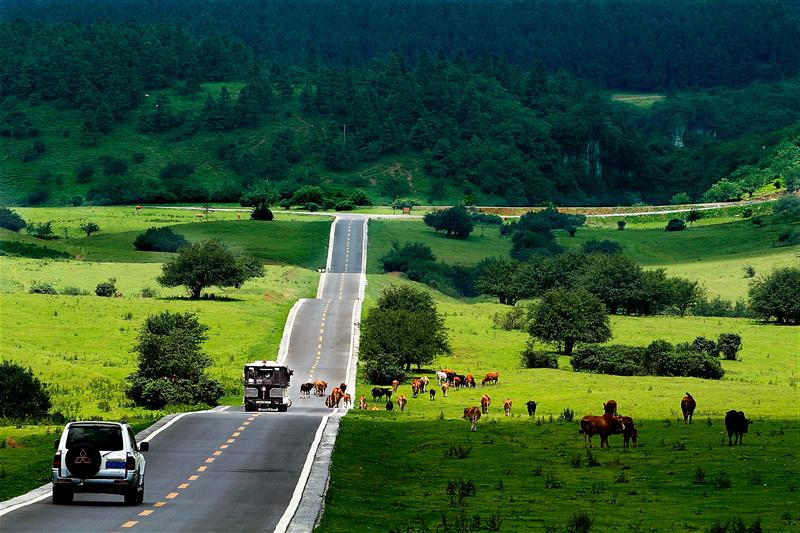 重庆 武隆 代表图片 仙女山 重庆 武隆 代表图片 仙女山