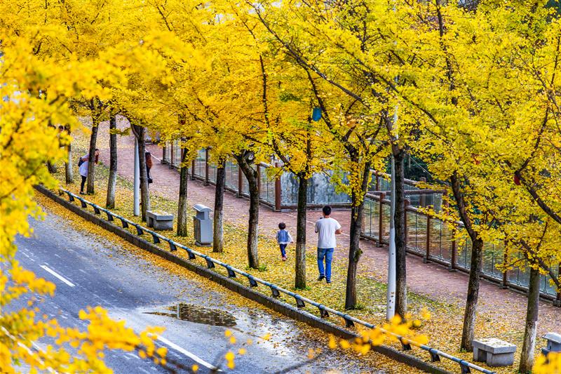 武隆仙女山镇上银杏树