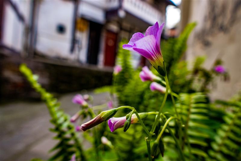 重庆 沙坪坝 磁器口  重庆 沙坪坝 磁器口