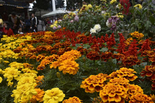 6月來普者黑賞荷正當(dāng)時(shí) 普者黑以萬畝荷塘著稱，每年到了荷花盛開的時(shí)候，如詩如畫的景致和亭亭玉立的荷花吸引著不少詩人和攝影愛好者前來。七月正是普者黑風(fēng)景區(qū)荷花盛開的季節(jié)，來這里賞荷最當(dāng)時(shí)......