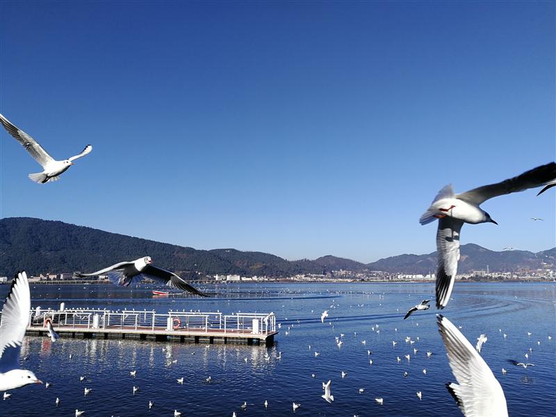 中国 云南昆明 滇池边 