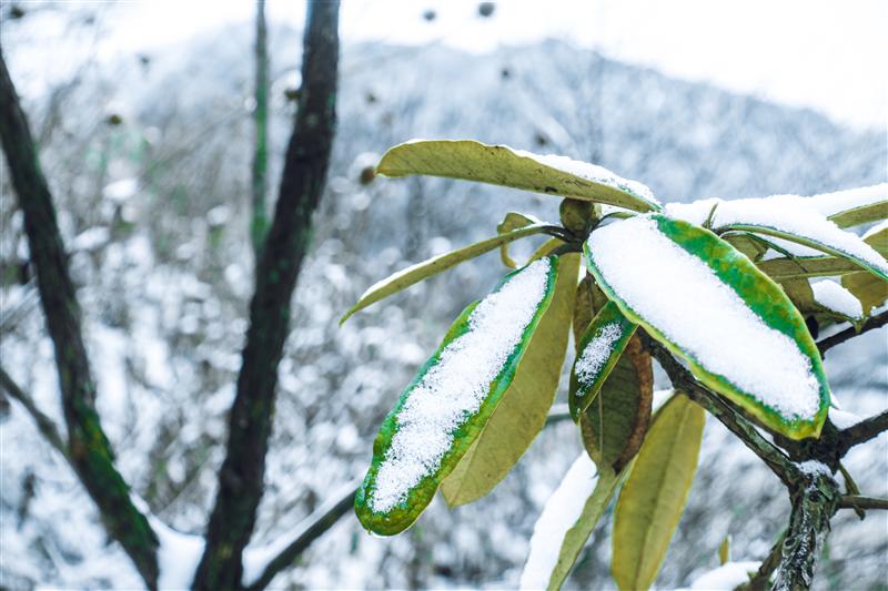 中国 重庆 南川 金佛山 中国 重庆 南川 金佛山