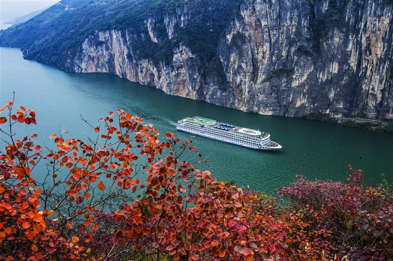 Golden No.7 Red Leaves Golden No.7 Red Leaves