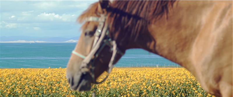 中国 青海 青海湖5