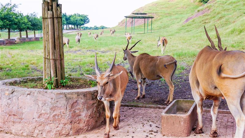 重慶 永川動物園 重慶 永川動物園