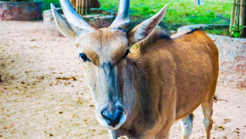 重慶 永川動物園 重慶 永川動物園
