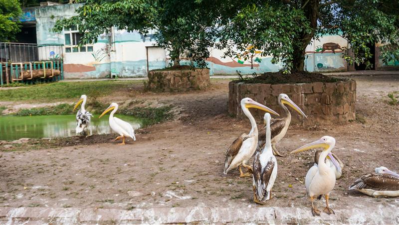 重慶 永川動物園 重慶 永川動物園
