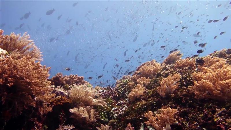 海洋邮轮 梦之旅 海洋邮轮 梦之旅