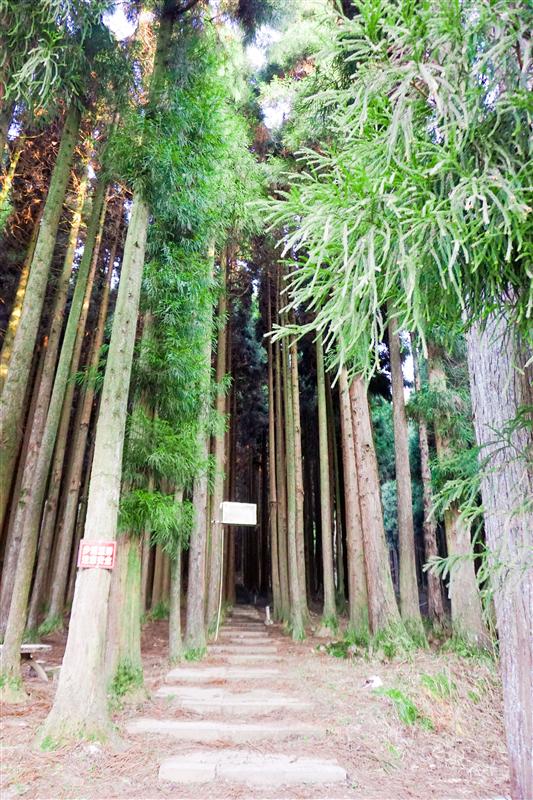 重庆 涪陵 武陵山国家森林公园 树冠栈道