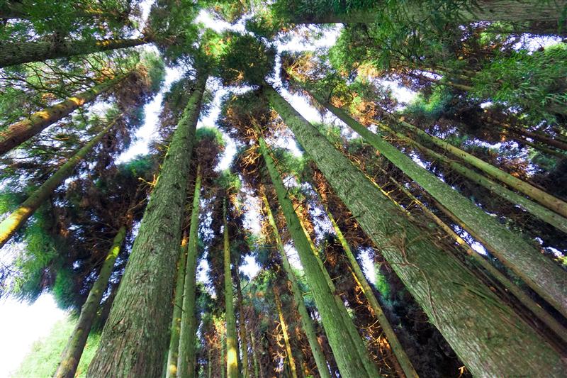 重庆 涪陵 武陵山国家森林公园 树冠栈道