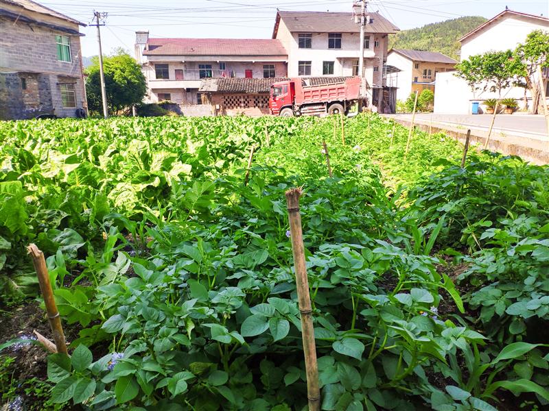 重庆 金佛山 爱必侬度假酒店 生态农场 重庆 金佛山 爱必侬度假酒店 生态农场