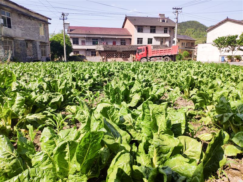 重庆 金佛山 爱必侬度假酒店 生态农场 重庆 金佛山 爱必侬度假酒店 生态农场