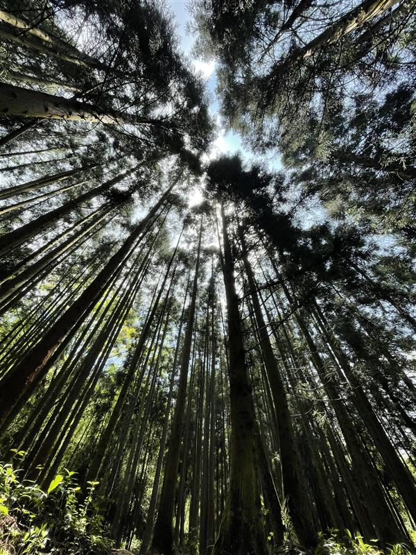 重庆 金佛山爱必侬度假酒店 良渝森林公园步道 重庆 金佛山爱必侬度假酒店 良渝森林公园步道