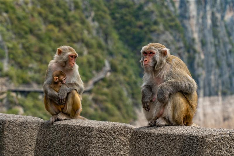 赤甲楼瞿塘峡 赤甲楼瞿塘峡