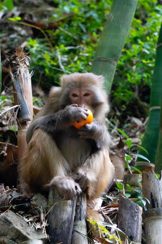 三峽人家 三峽人家