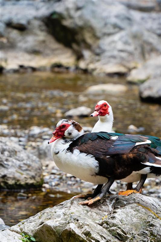 三峽人家 三峽人家