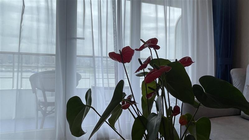 美维凯悦房间 美维凯悦房间