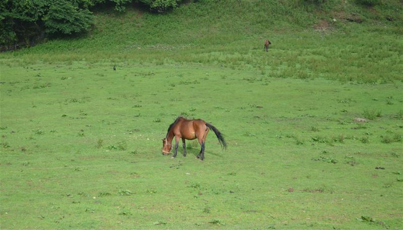 重慶 武隆 重慶 武隆