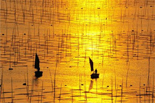 福建民居建筑一覽(2) 福建·周寧·禾溪古民居
古民居位于周寧純池鎮禾溪村,村子沿溪而建,村民臨水而居。溪畔上黃墻黑瓦的古屋錯落有致,匠心獨具。古屋雕花的馬頭墻,高聳俊美,墻尖塑著沖天而起的躍魚和飛龍,典雅古樸。